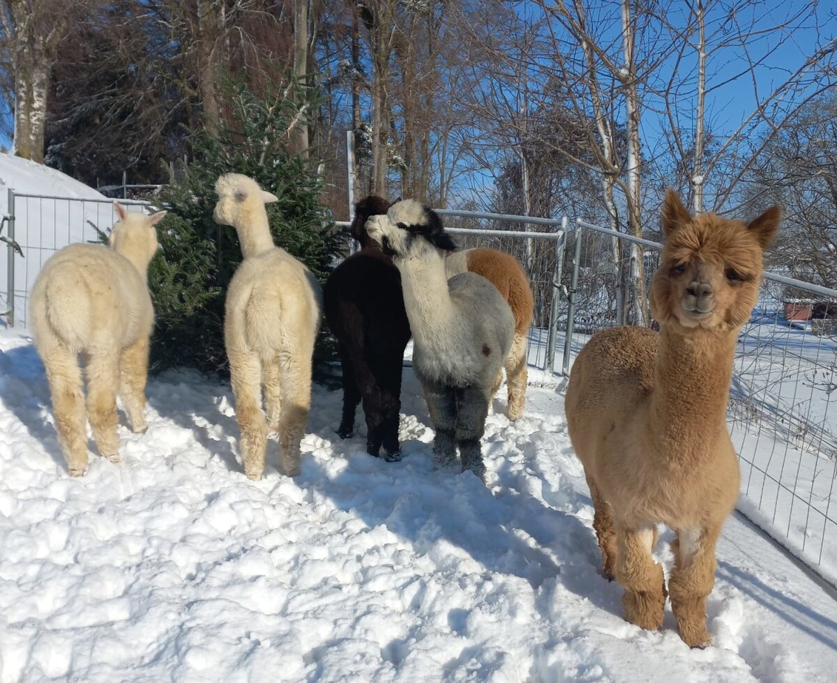 Alpacas in the snow on the Bed and Breakfast property.