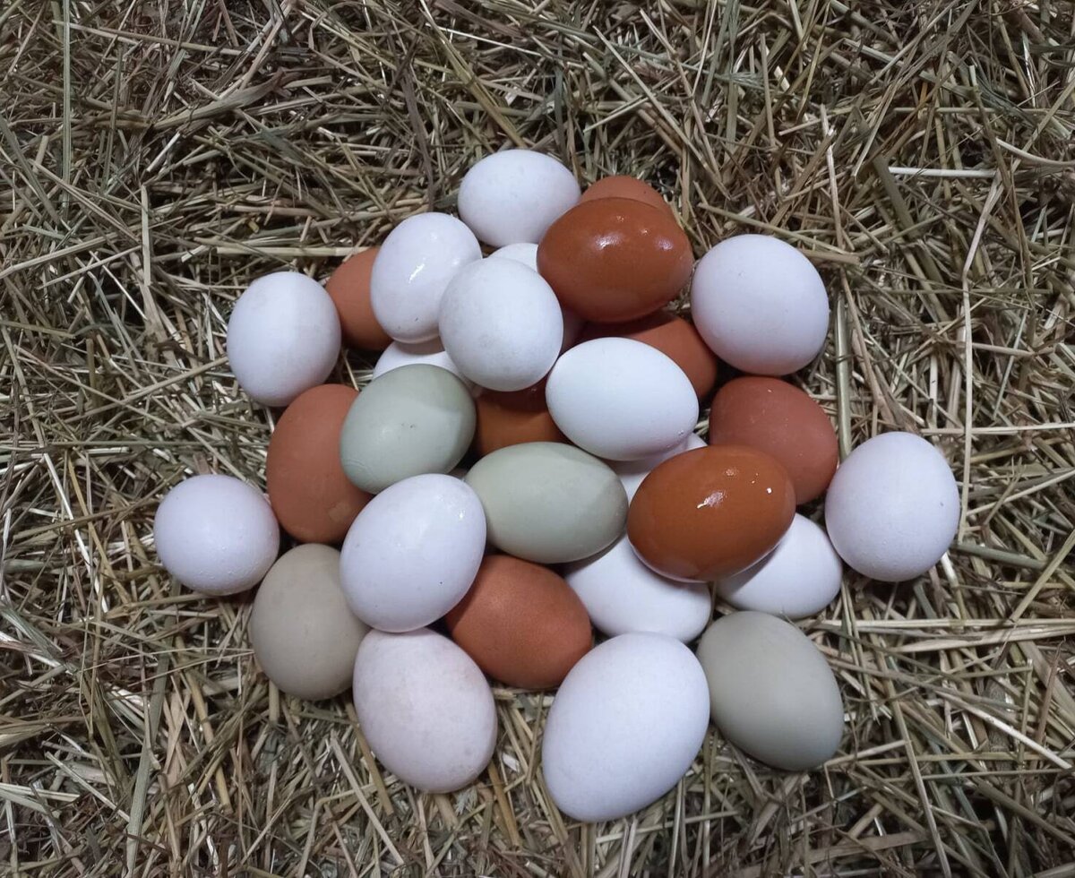 Fresh eggs of various colors on straw, served for breakfast at the Bed and Breakfast.