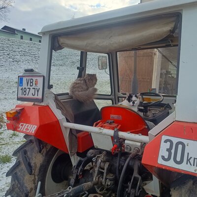Two cats on a red tractor, typical for the rural surroundings of the Bed and Breakfast.