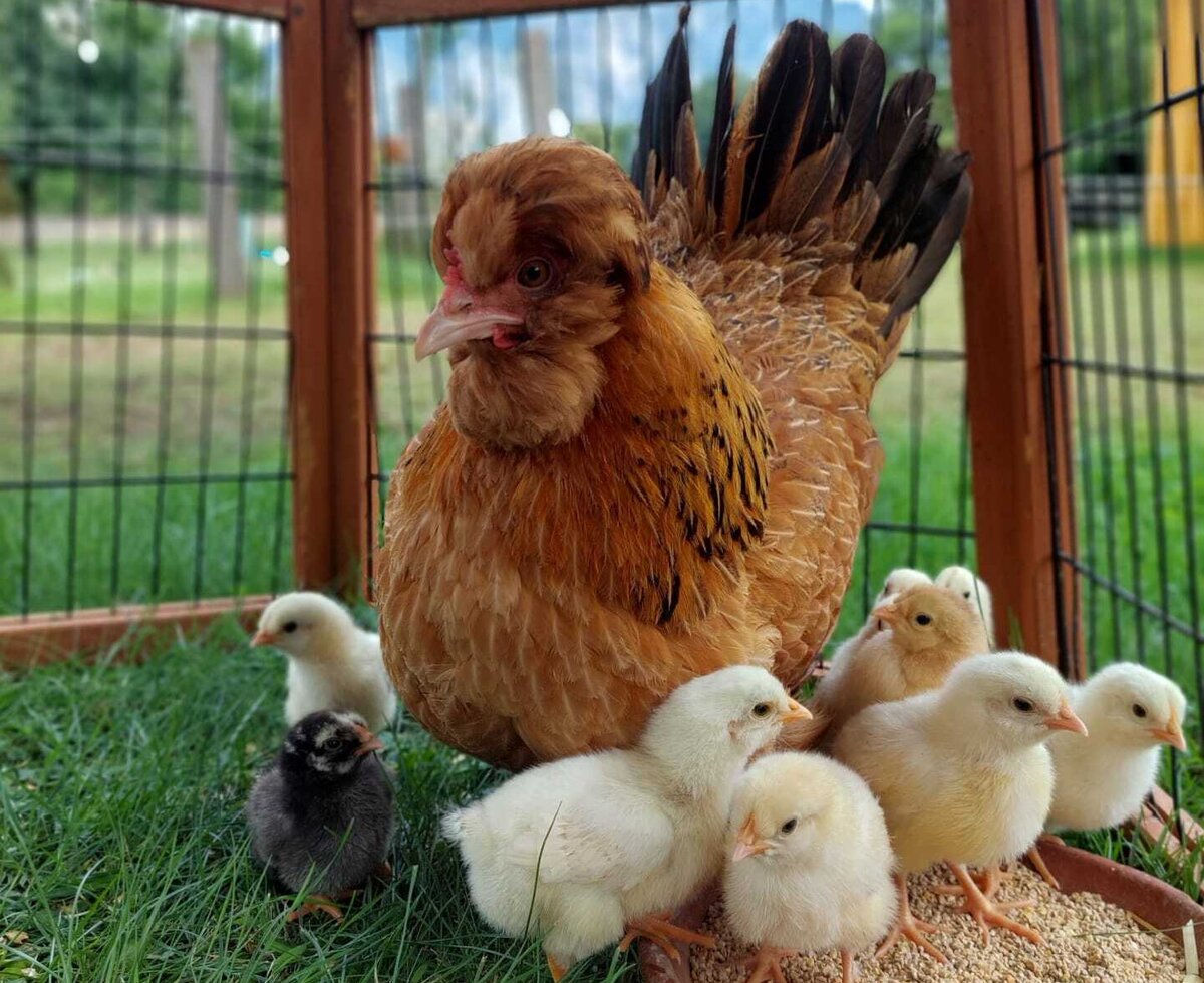 A hen with chicks in the enclosure at the farmhouse.