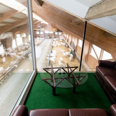 Enjoy the Farm House's sitting area with a brown leather sofa and glass table, offering a direct view into the goat barn below.