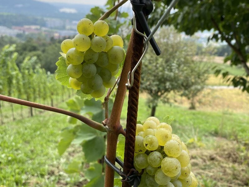 Bunches of grapes ripening on a vine at the farmhouse vineyard, with a distant view of the landscape.