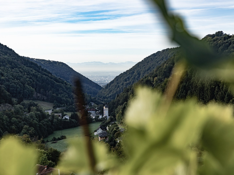 View of the Haselgraben valley with forested hills and distant Linz, seen from the farmhouse vineyard.