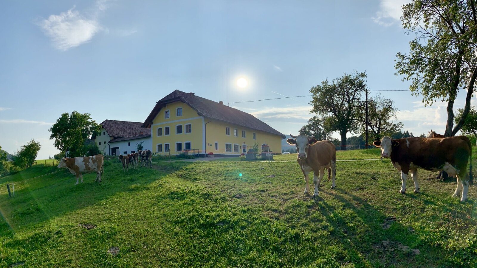 The idyllic farmhouse featuring a spacious green pasture with grazing cows under the warm sun.