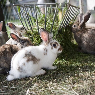 Rabbit family