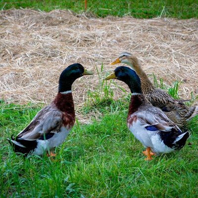 Ducks on the Bauernhof, standing on grass and straw.