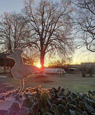 Sunrise over the frosty grounds of the farmhouse, featuring trees, a greenhouse, and a decorative bird figure.