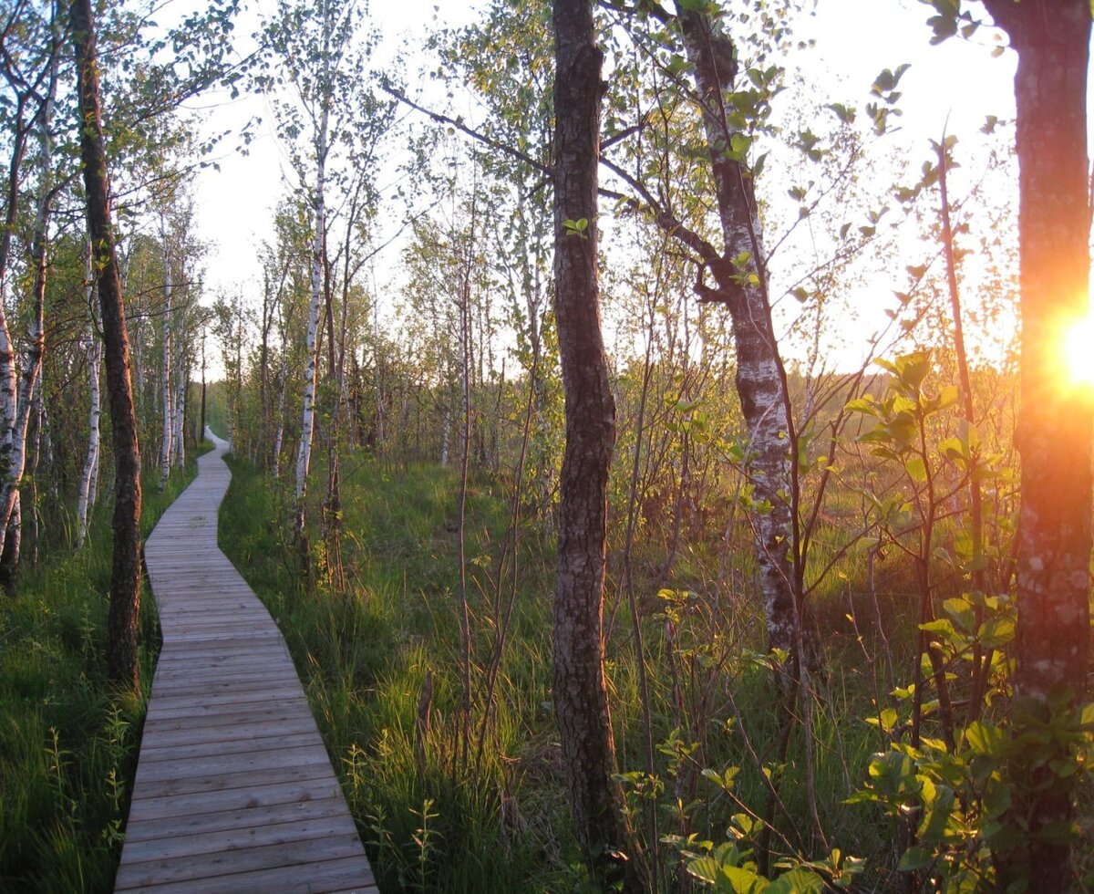 Nature trail through the moorlands at sunset © Quellenviertel/Maria Wimmer