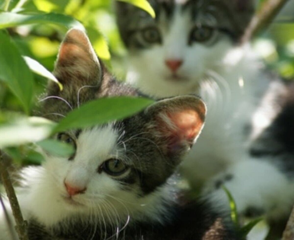 Two kittens peeking through green foliage, part of the farm animals at the farmhouse.