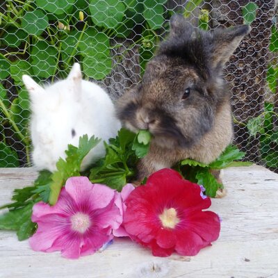 Two rabbits, one white and one brown, eat green leaves alongside pink flowers on a wooden surface.