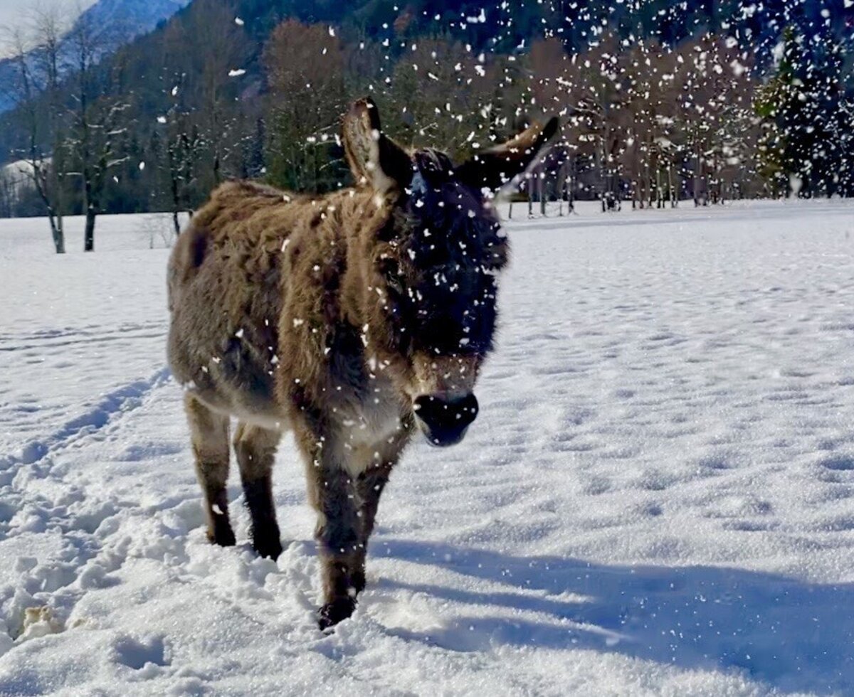 A donkey in the snowy field of the farmhouse with mountains in the background.