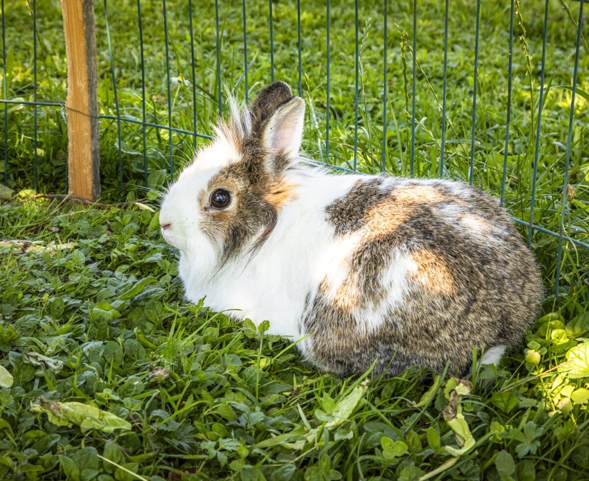 Rabbit
