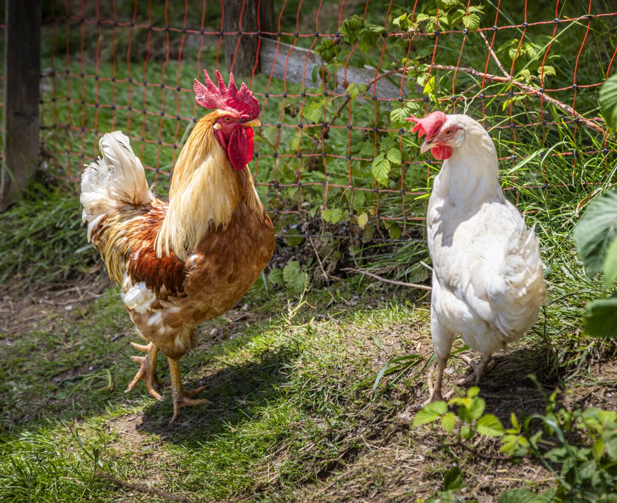Chicken