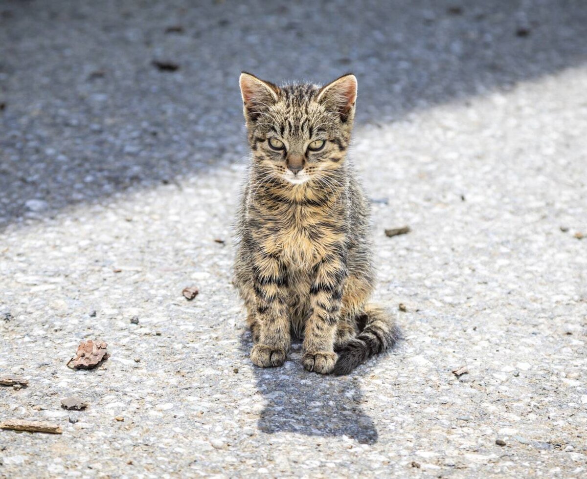 Cat