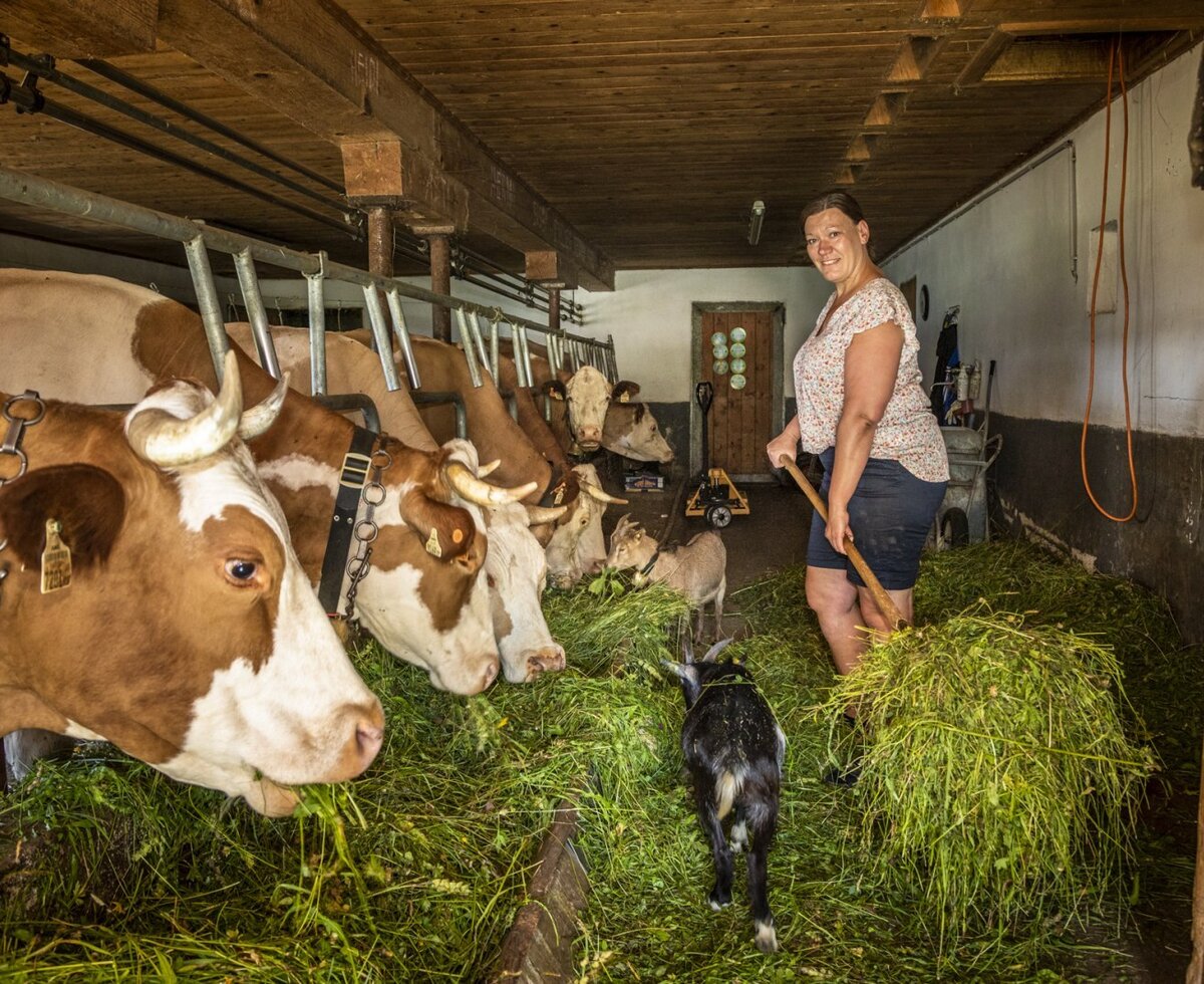 Cows and a goat eating fresh grass in the farm house barn, the source of organic milk and other farm products.