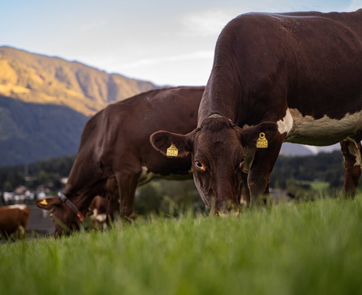 Cows grazing in a green pasture at the Farm House, with mountains in the background.