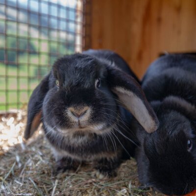 Two black rabbits, one eating a carrot, in an enclosure on the Farm House property.
