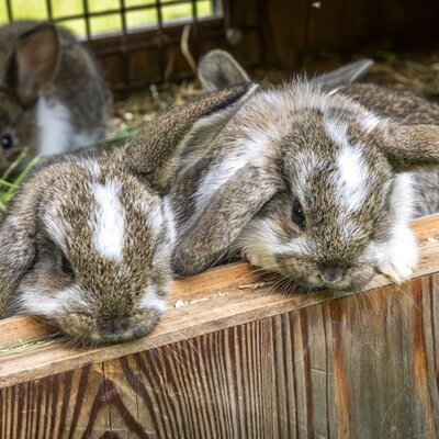 Friendly rabbits in their cozy wooden hutch at the farmhouse.