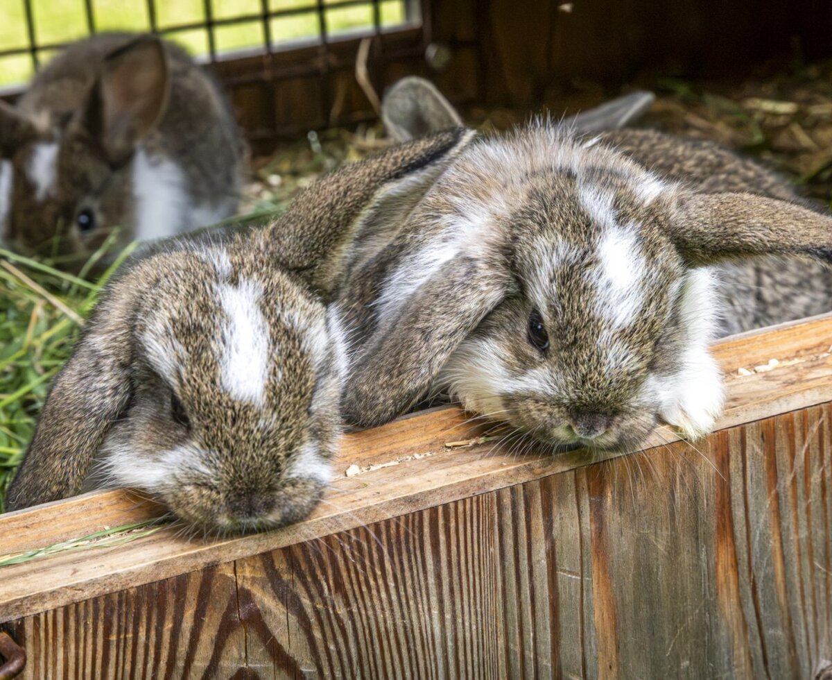 Friendly rabbits in their cozy wooden hutch at the farmhouse.