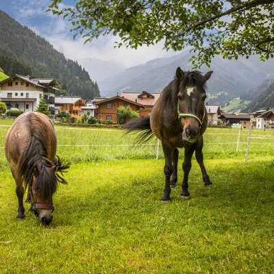 The farmhouse's idyllic pasture featuring horses grazing against a scenic backdrop of rolling green hills and mountains.