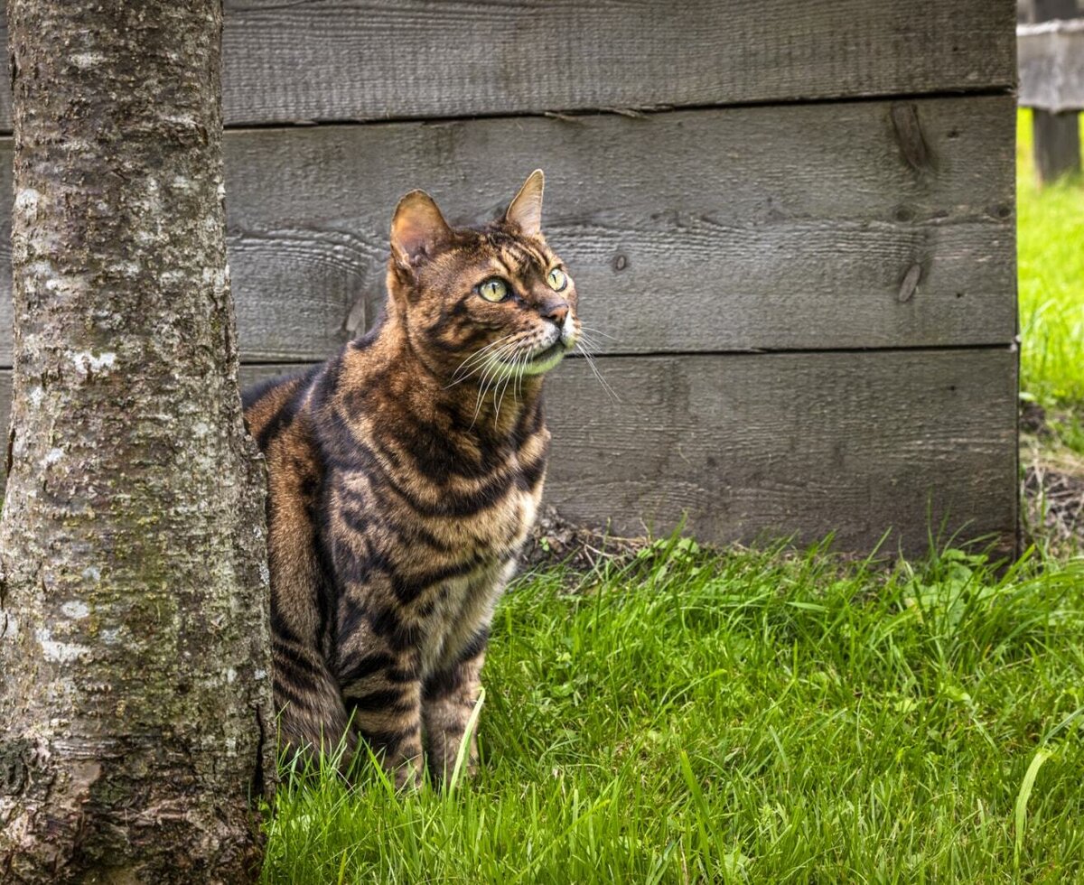 A friendly Bengal cat sitting on the farmhouse's lush green lawn.