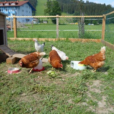 Chickens and their coop are visible in an outdoor enclosure at the farm house.