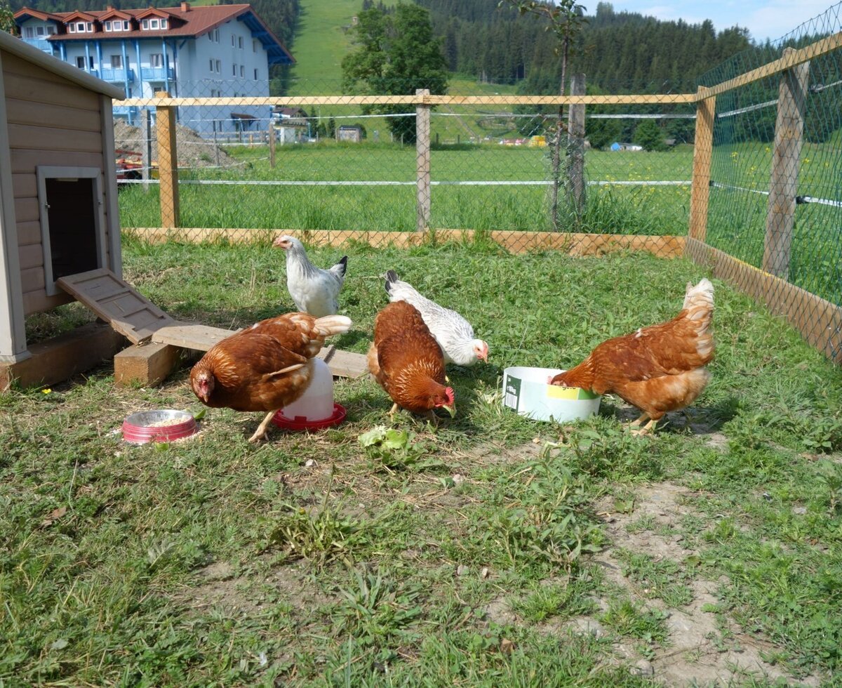 Chickens and their coop are visible in an outdoor enclosure at the farm house.