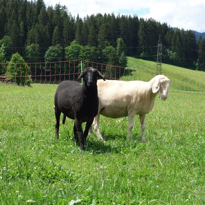 Two sheep in the green pasture area of the Farm House.