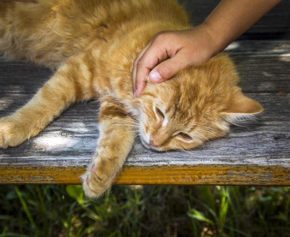 A friendly, fluffy ginger cat enjoying some attention on a rustic wooden bench at the farmhouse.