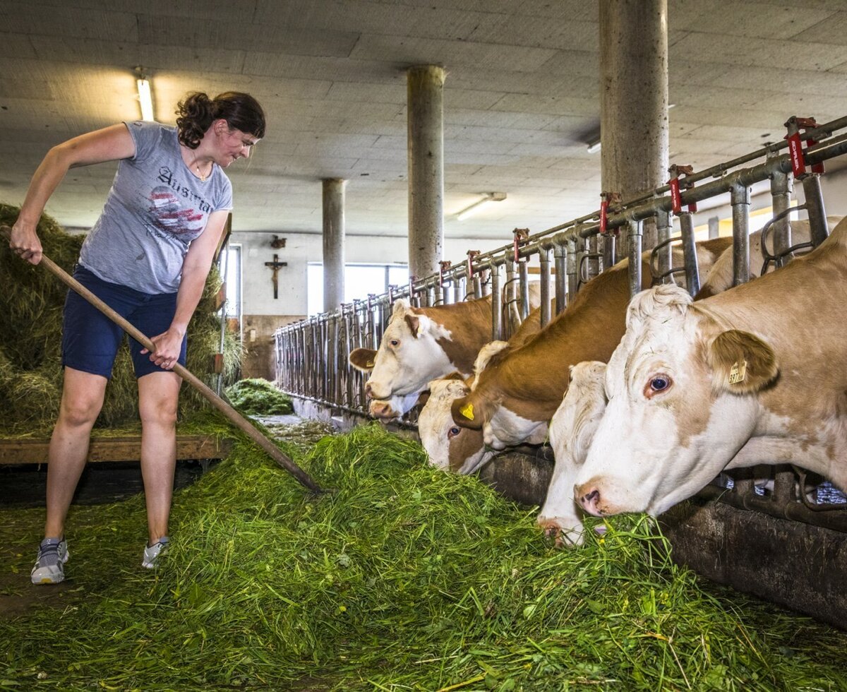 An authentic glimpse of life on the farmhouse as cows are fed with fresh grass in the barn.