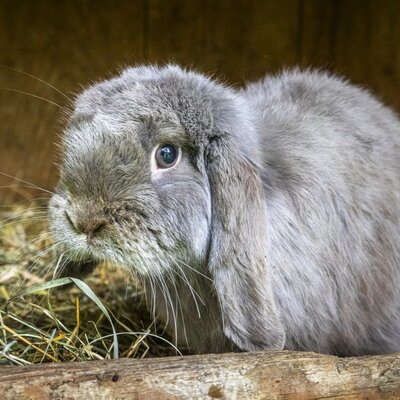 A cute, fluffy rabbit nestled in soft hay at the welcoming farmhouse.