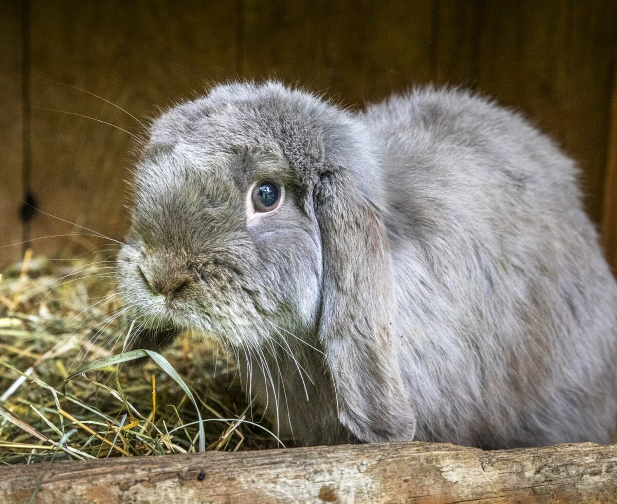 A cute, fluffy rabbit nestled in soft hay at the welcoming farmhouse.