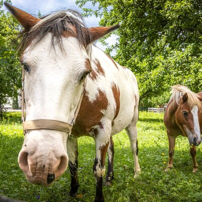 Two friendly horses on the lush green pasture of the idyllic farmhouse.