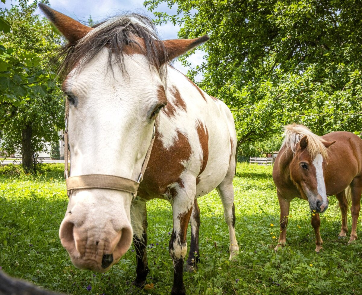 Two friendly horses on the lush green pasture of the idyllic farmhouse.