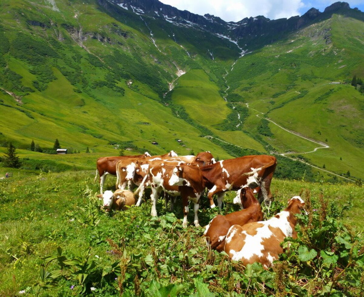 Cows grazing in a lush mountain pasture with green mountain slopes in the background.