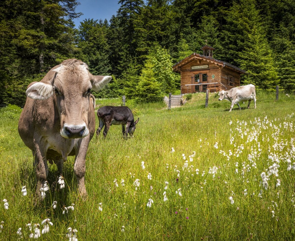 Cows and a donkey graze in a green meadow with a wooden cabin and forest, showcasing the natural environment surrounding the Farm House.
