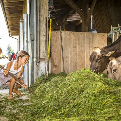 Feeding cows