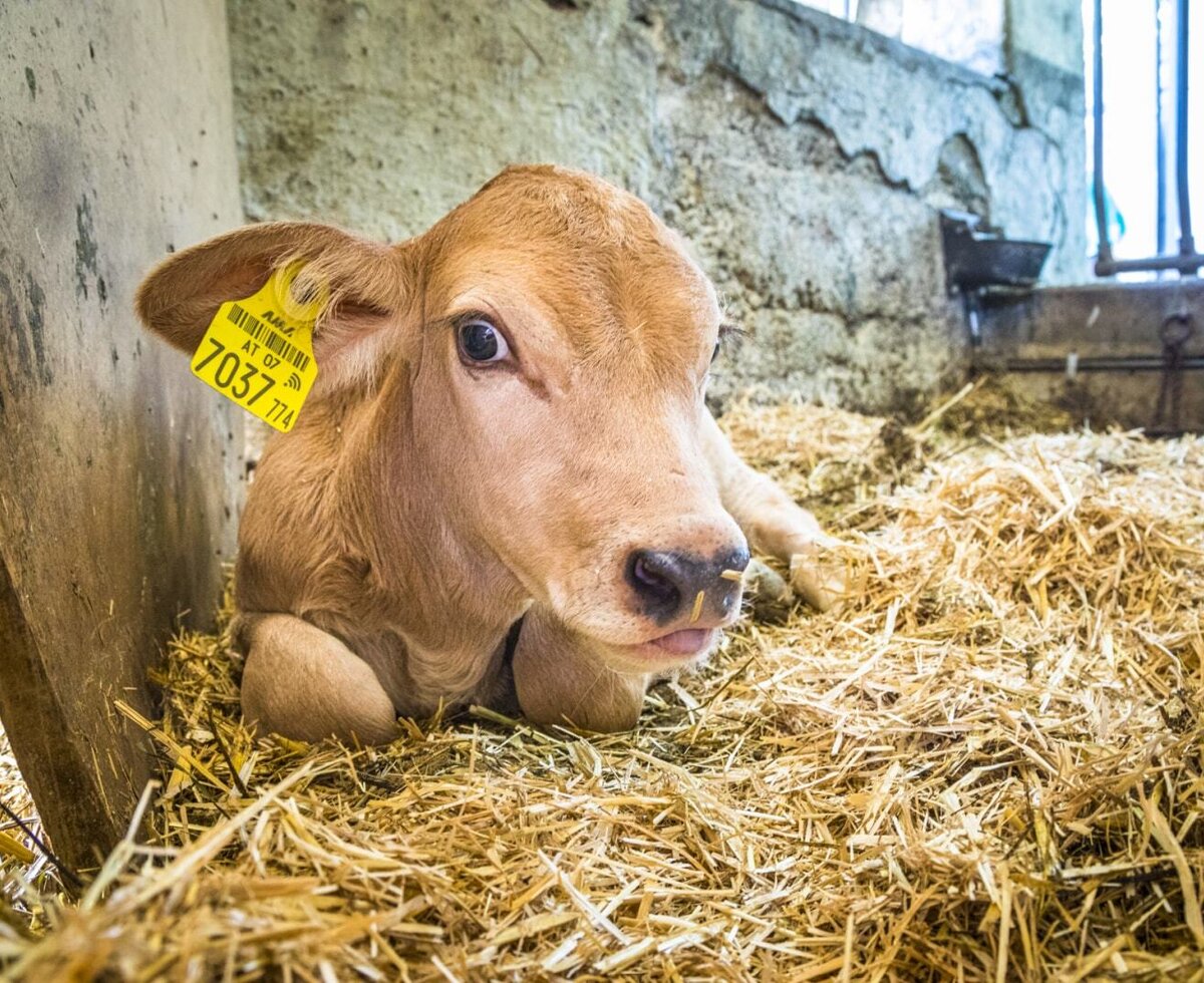 A young calf with an ear tag rests on straw in the farmhouse barn.