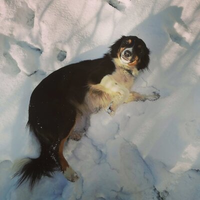 A black, white, and brown dog resting in the snow at the farm house.