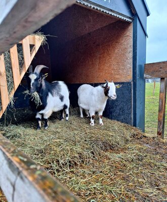Two goats, one eating hay, in their shelter at the Farm House.
