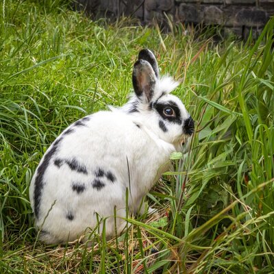 A cute, spotted rabbit in the lush green grass of the farmhouse.
