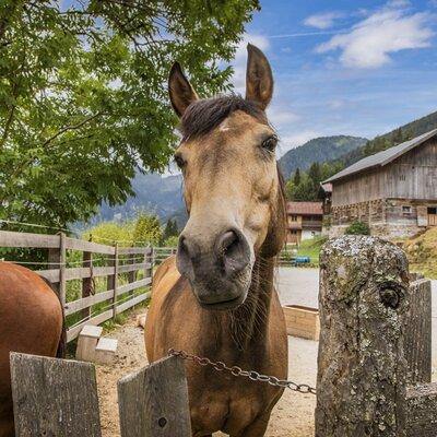A curious horse in the paddock of the idyllic farmhouse, set against a scenic mountain backdrop.
