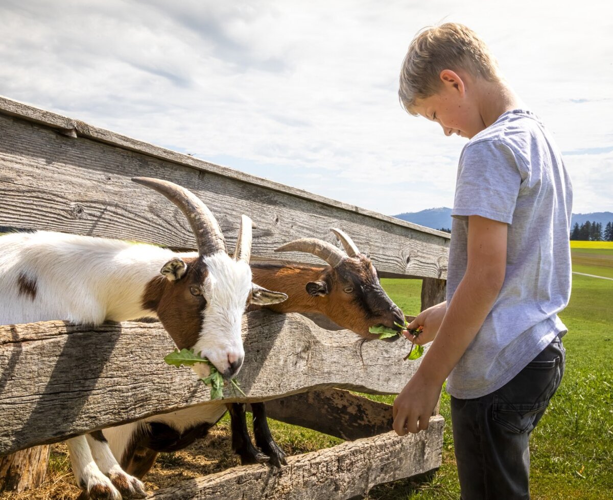 A young boy feeding friendly goats at a rustic wooden fence on the welcoming farmhouse.
