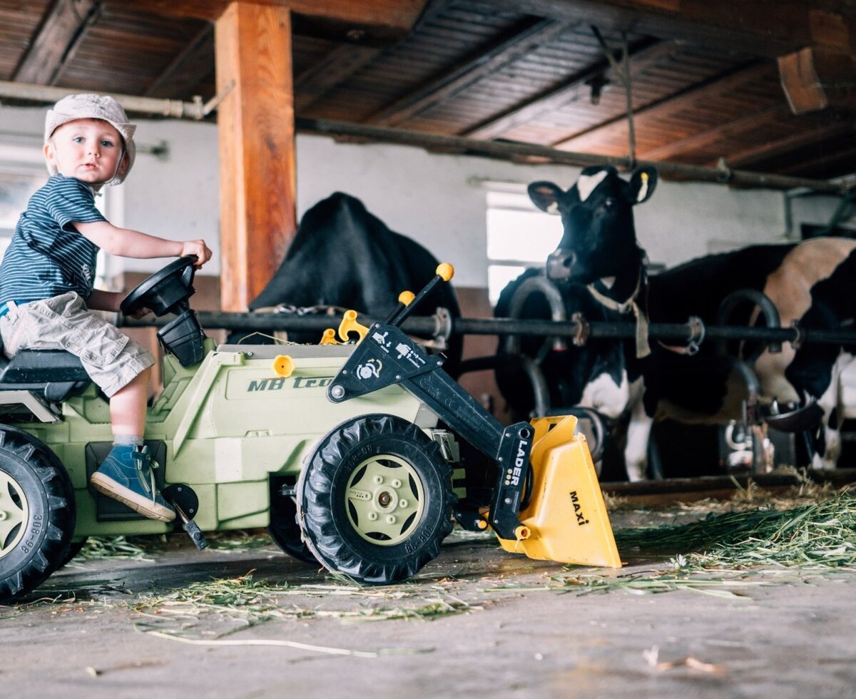A child on a toy tractor in the farmhouse barn, with cows in the background.