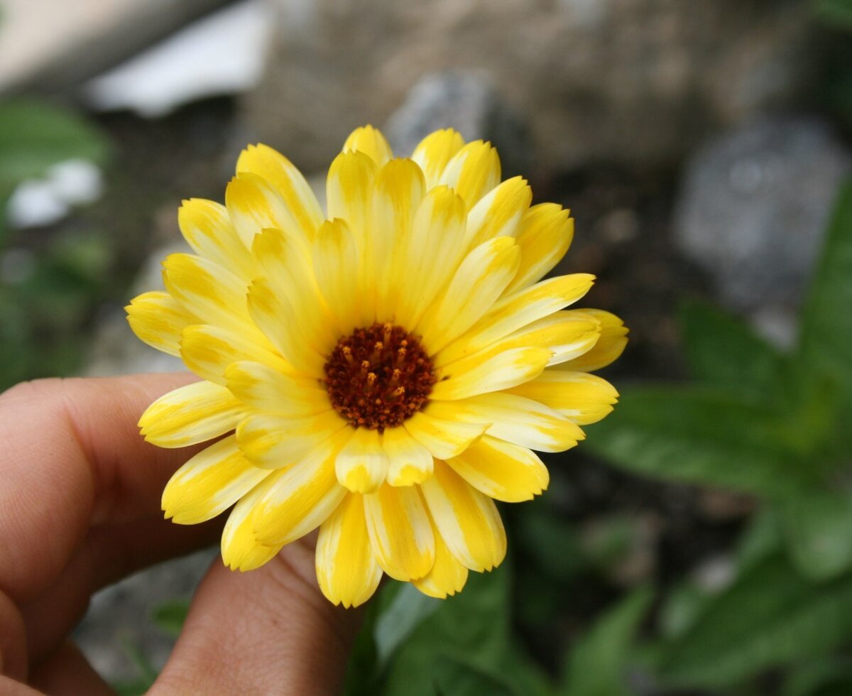Marigolds around the yard