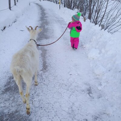 goat trekking in winter season