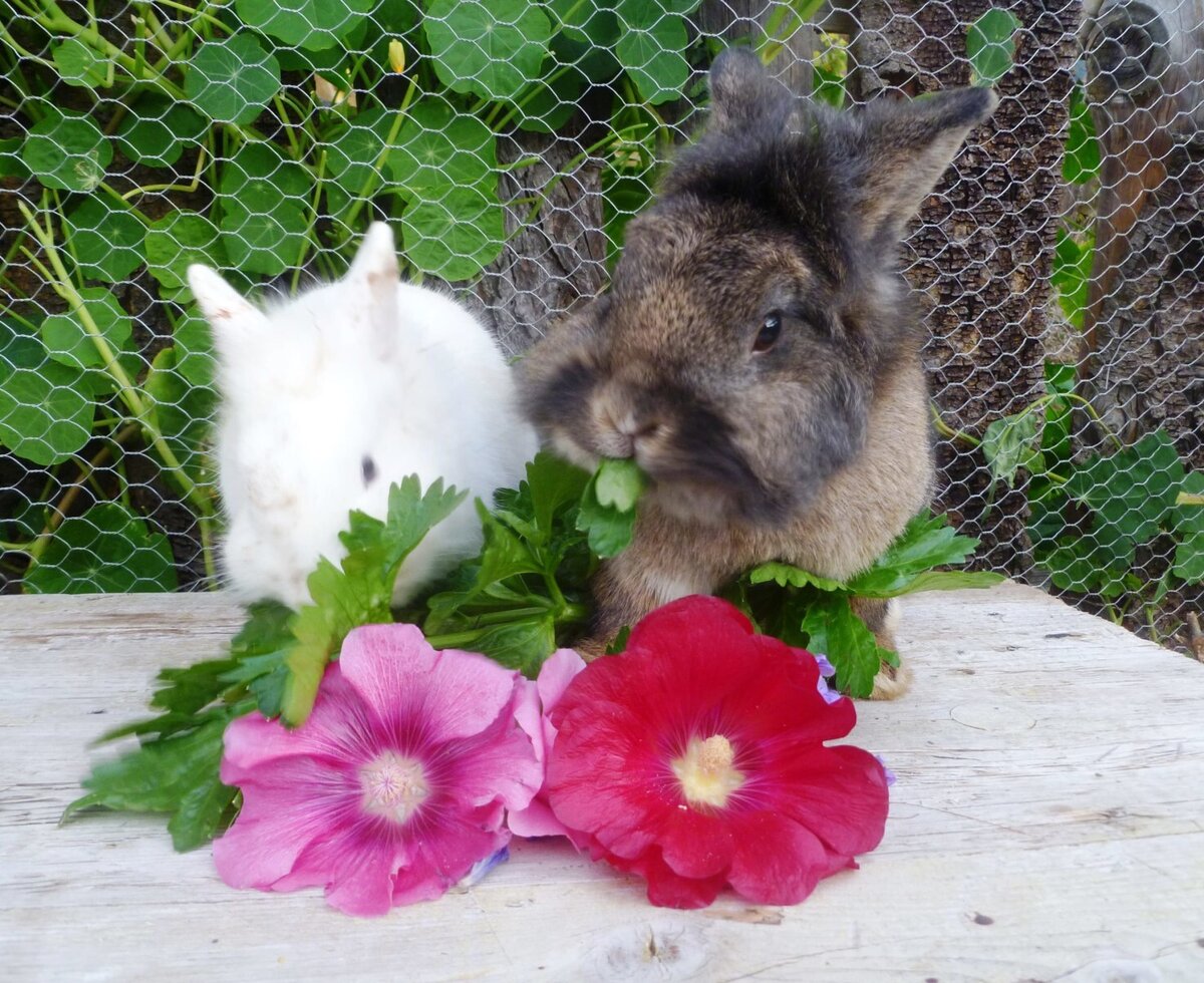 Two rabbits, one white and one brown, feeding on greens at the Farm House, surrounded by flowers and foliage.