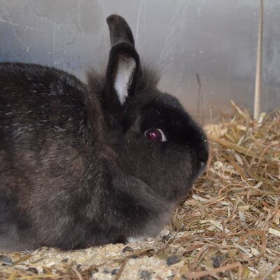 A black rabbit with red eyes rests on straw bedding in an enclosure at the Farm House.