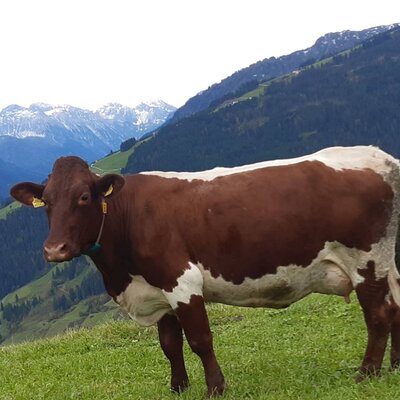 A brown and white cow on a mountain meadow with views of the surrounding mountains, showcasing the natural environment of the Ferienwohnung.