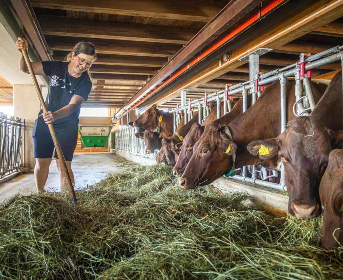 Experience authentic farm life during your stay at the holiday apartment, with opportunities to feed the cows in the cozy barn.